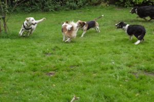 Honden spelen lekker buiten op de buitenspeelplaats